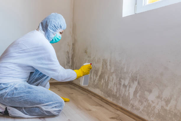Licensed Mold Removal service in Clinton, TN - 24 Hour Mold Removal