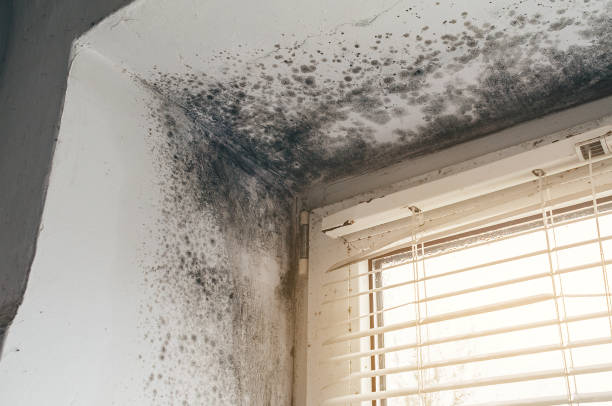Affordable Mold Removal solutions in Clinton, TN